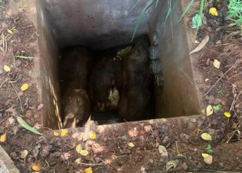 Capivaras presas em estrutura de estação de esgoto em Itabira antes de resgate pelos bombeiros