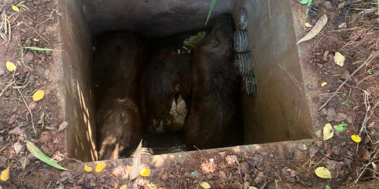 Capivaras presas em estrutura de estação de esgoto em Itabira antes de resgate pelos bombeiros