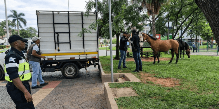 Fiscalização recolhe cavalos soltos em área urbana de Itabira com apoio de autoridades