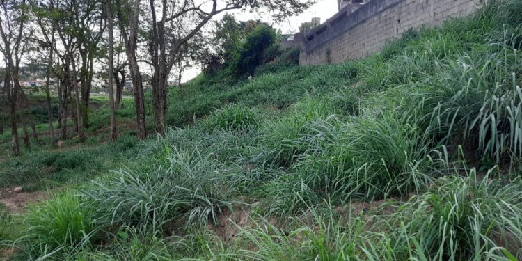 Terreno com mato alto em Itabira que pode gerar multa para proprietários