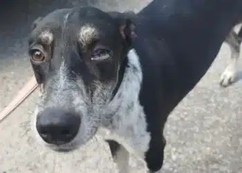 cachorro resgatado com sinais de maus-tratos em betim