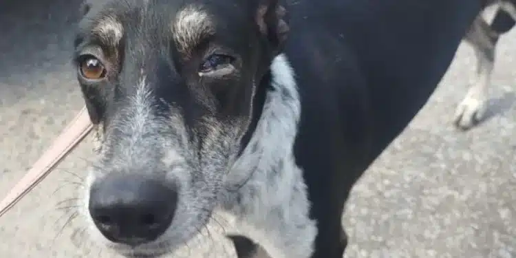 cachorro resgatado com sinais de maus-tratos em betim