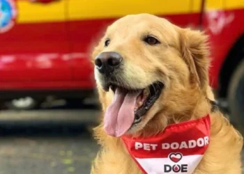 Thor, cão do Corpo de Bombeiros de Minas Gerais, usando lenço de pet doador em frente a viatura da corporação