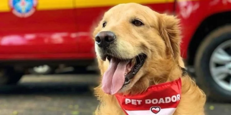 Thor, cão do Corpo de Bombeiros de Minas Gerais, usando lenço de pet doador em frente a viatura da corporação