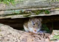Rato silvestre entre troncos de madeira, animal associado ao risco de transmissão da hantavirose em ambientes rurais e locais com roedores.