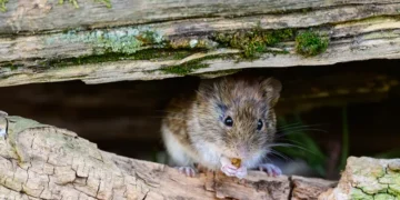 Rato silvestre entre troncos de madeira, animal associado ao risco de transmissão da hantavirose em ambientes rurais e locais com roedores.
