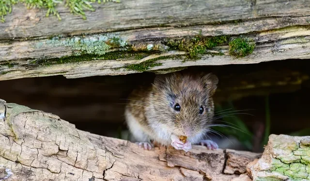 Rato silvestre entre troncos de madeira, animal associado ao risco de transmissão da hantavirose em ambientes rurais e locais com roedores.